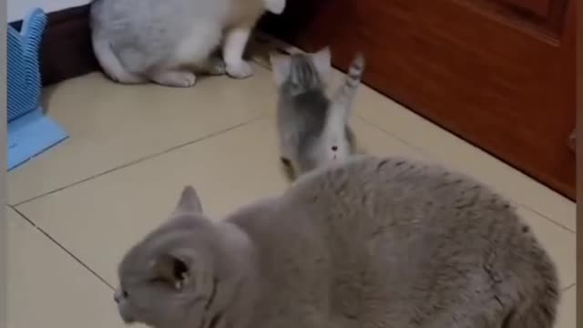 Funniest cats 😂funny animal videos 2022🤣#funny🐱#5