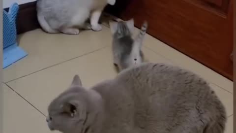Funniest cats 😂funny animal videos 2022🤣#funny🐱#5