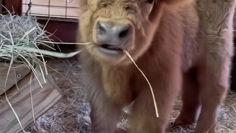 Cow