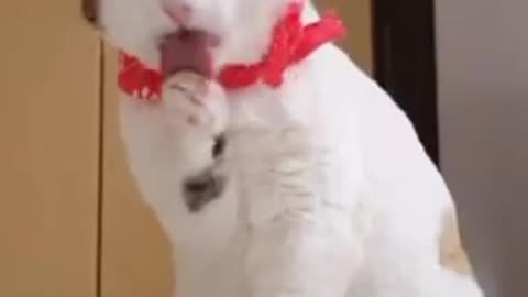 Pets animals land Funny