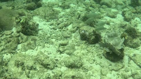 Underwater Adventures: A Perfect Day of Snorkeling!