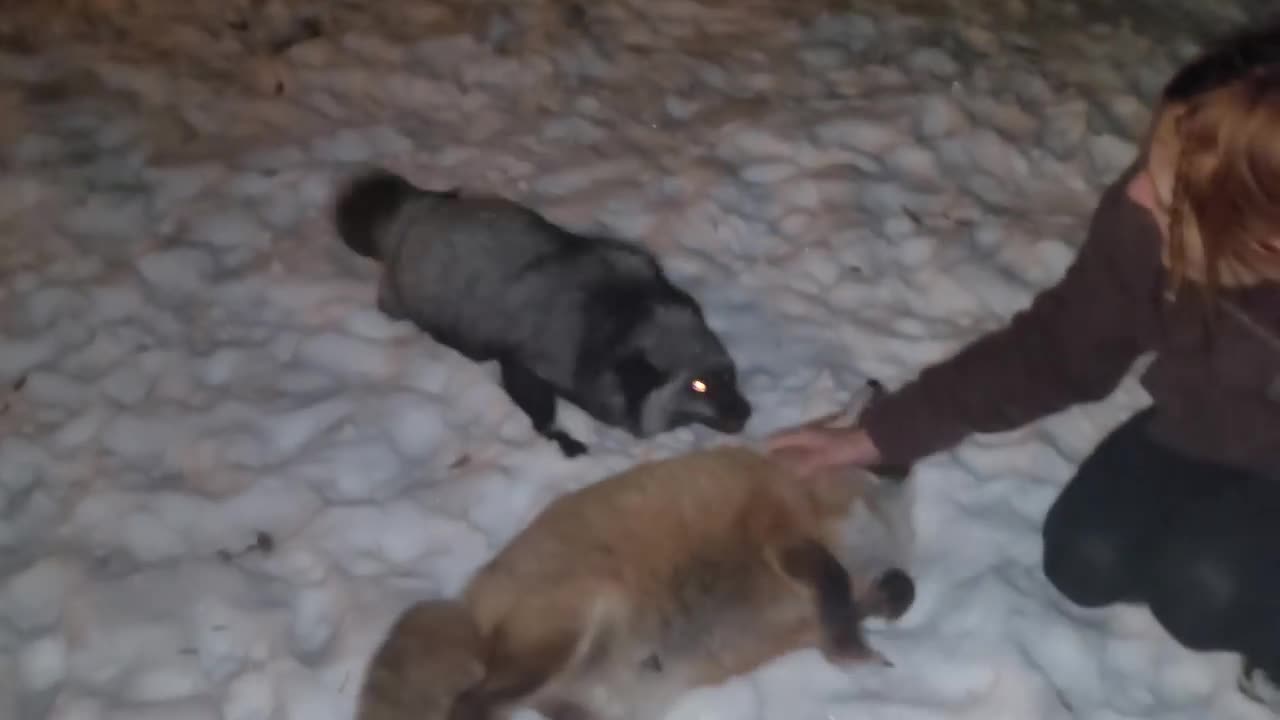 Wild rescues see me after being gone a week! Finny - Muttias - Atlas - Fawzi