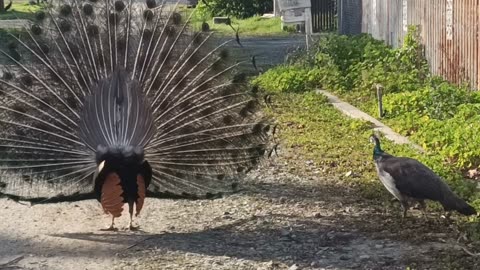 Công Múa