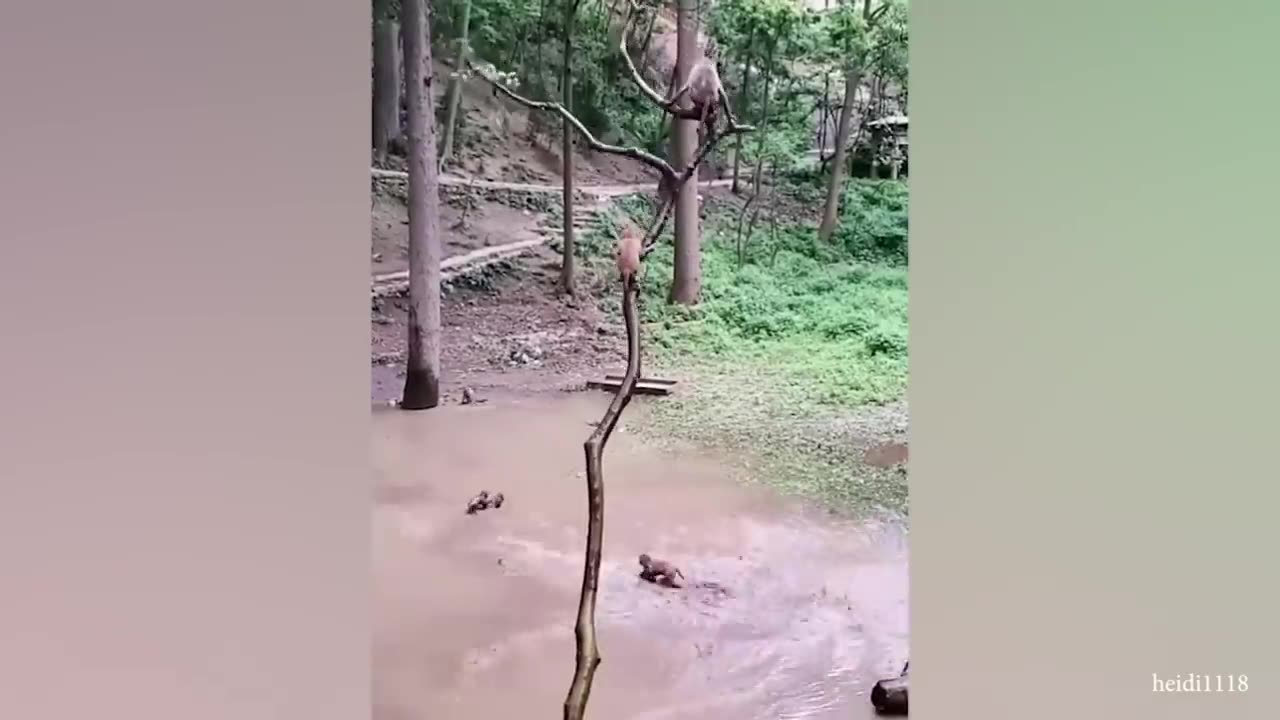 Funny monkey videos: The Misadventures of a Playful Primate!
