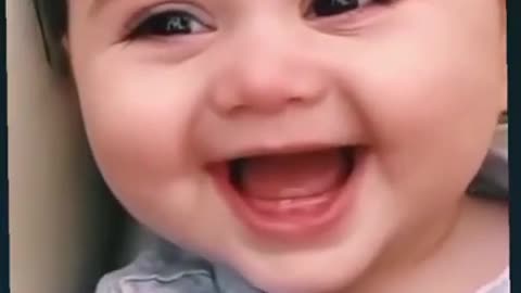 Funny dog videos