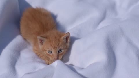 "Purrfection Unleashed: A Symphony of Cuteness with Adorable Cats!" 🐾😻