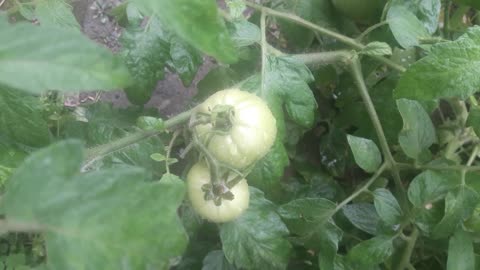 Green tomatoes