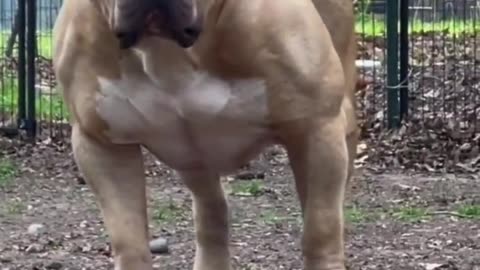 Pitbull dog style