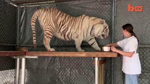 Florida Woman Keeps Bengal Tigers In Her Garden