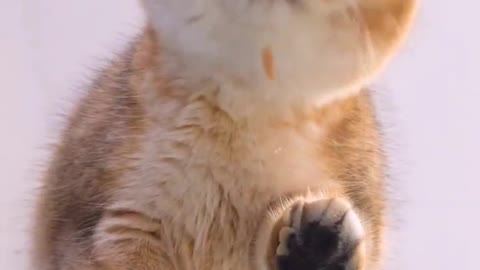 Super Decompressed Cat