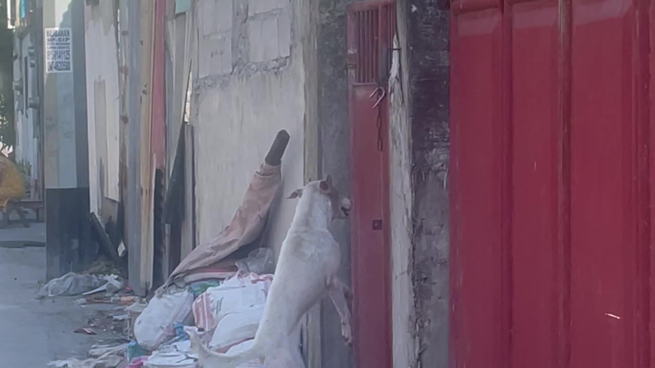 Jumping Dog Successfully Climbs Over Tall Gate