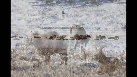 Yellowstone winter 2022