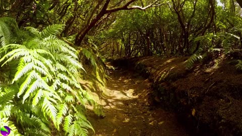Soothing, tranquil, immersive, natural ambiance.