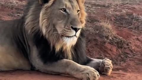 "The King of the Jungle in Action: Stunning Lion Footage"
