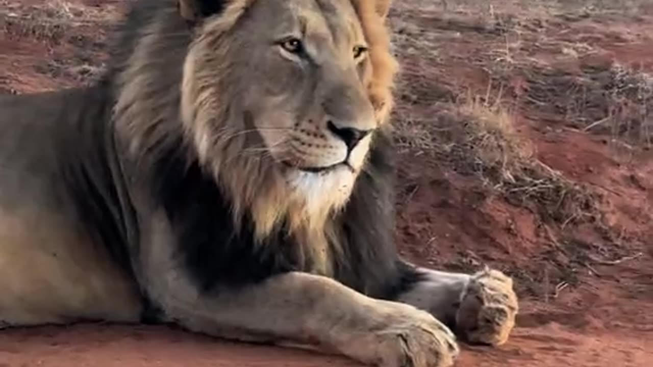 "The King of the Jungle in Action: Stunning Lion Footage"