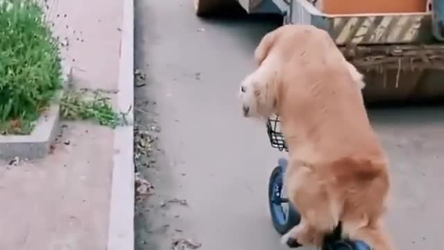Funny Dog Videos
