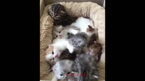 So many cute kittens videos compilation 2021