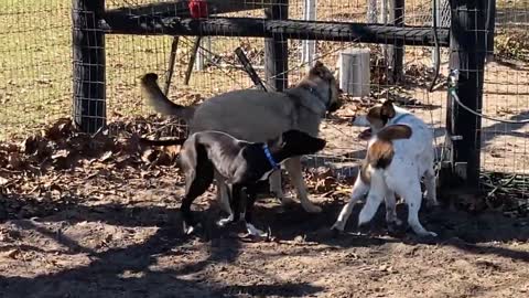 1/12/23 Your Humane Society SPCA play groups Logan Moochie Amelia Milo