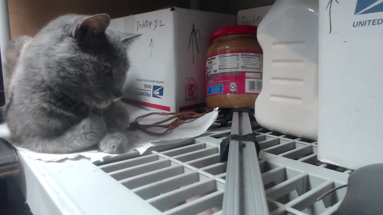 Minecraft building and our host Gravy the cat 4-6-2023