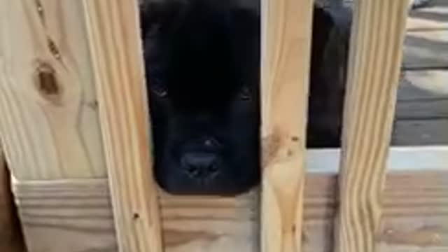 Cane corso puppy thinks the gate is no fun