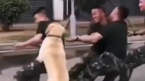Smart dog help the team winning