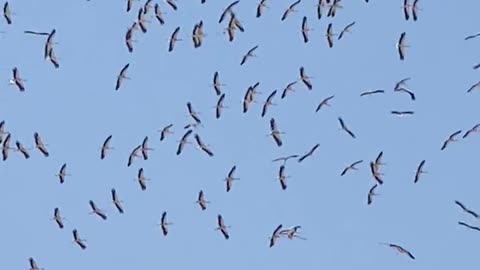 Birds | Egypt | Sokhna