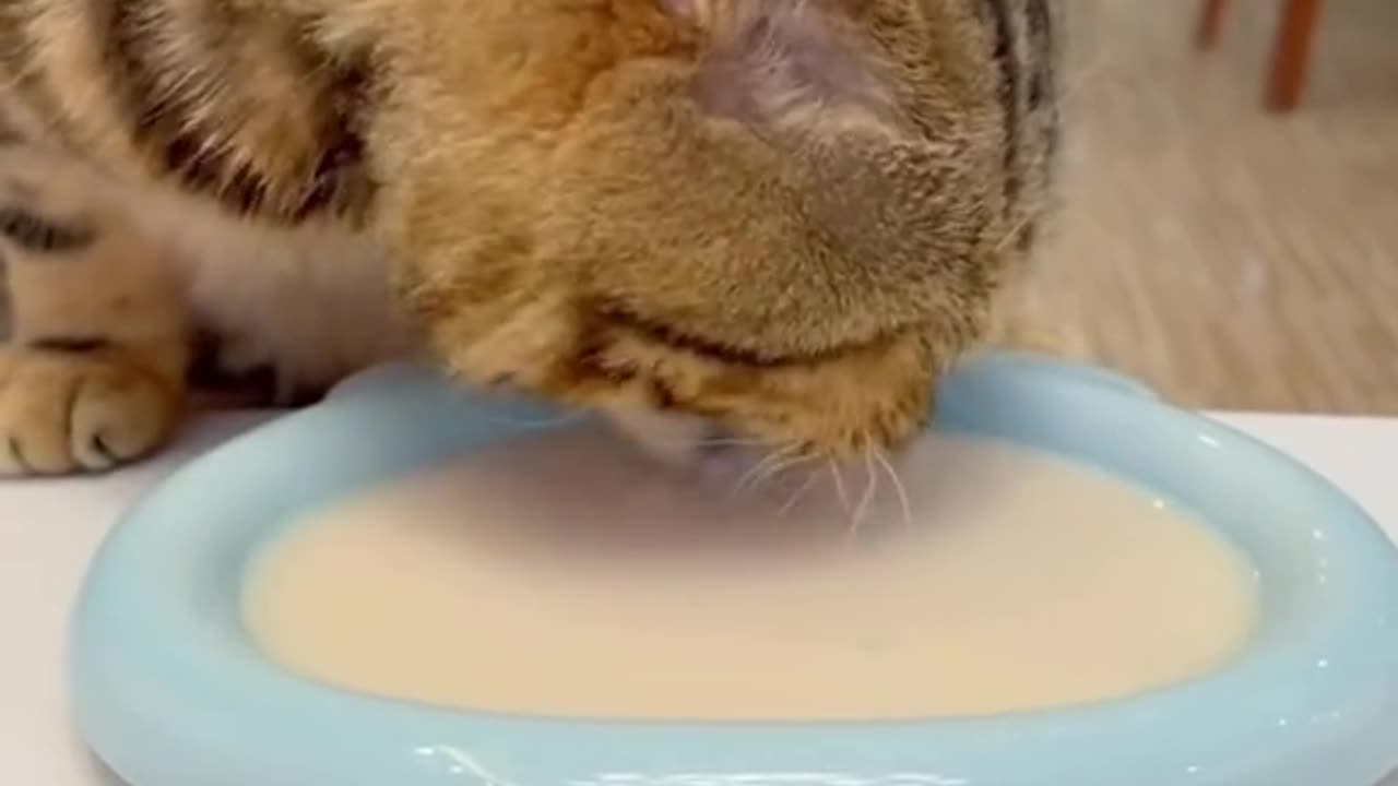 "Exploring Feline Tastes: Is there a Cat Who Refuses to Drink Yogurt?"