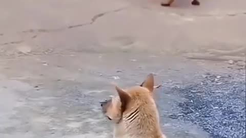 Dogs just wanna have fun!
