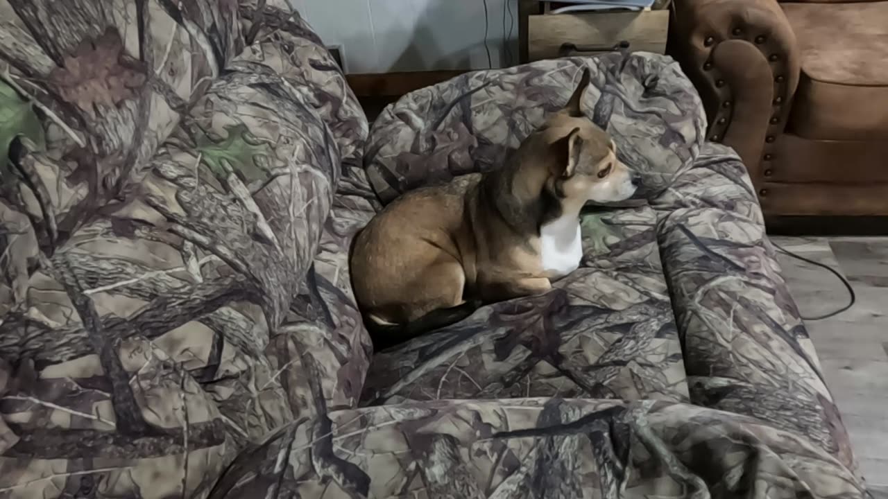 I perch then I'm a potato