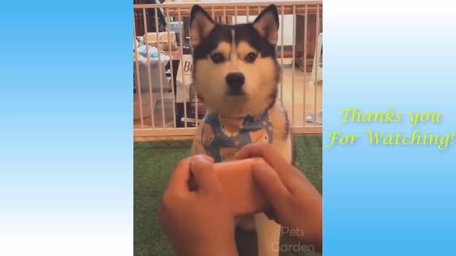 Funny and Cute Cat & Dogs Life 👯😺 Cats and Owners are the best friends Videos