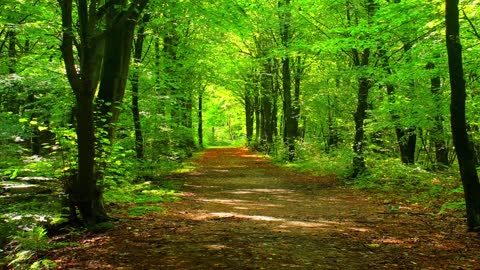 romantic magical forest