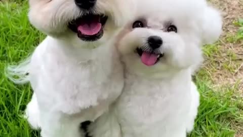 Cute cats Video