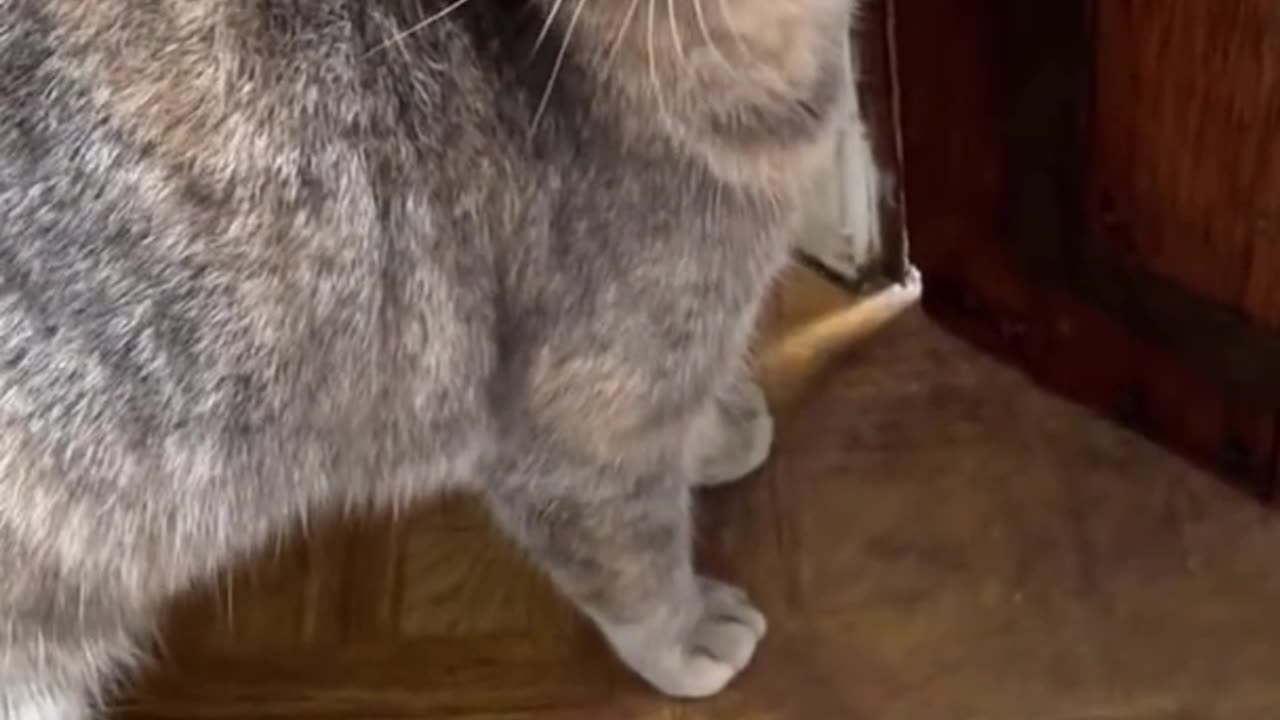 Mimicking CAT sound to attract Cat attention.