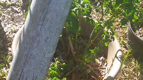 Front Garden Update 3-31-23