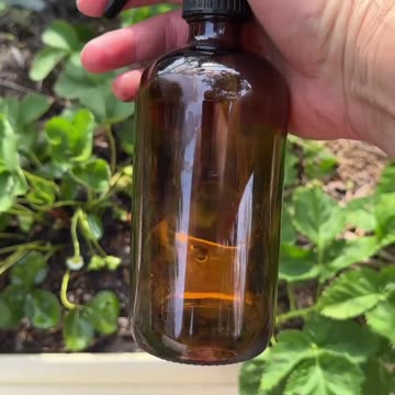 Cinnamon Bark Oil Kills Fire Ants, A Natural Alternative.