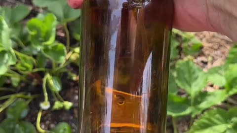 Cinnamon Bark Oil Kills Fire Ants, A Natural Alternative.