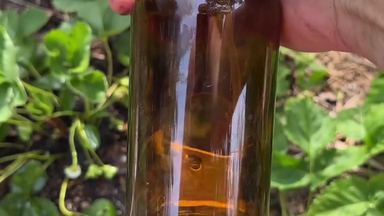 Cinnamon Bark Oil Kills Fire Ants, A Natural Alternative.