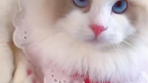 Cute Cat Funny