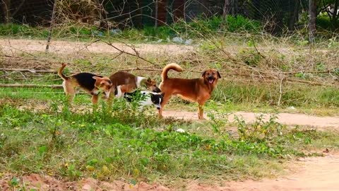 OMG Rural Dog Mating so hurt with Big Dog At Village#03
