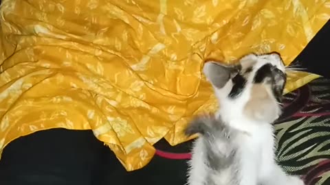 Funny video for cat