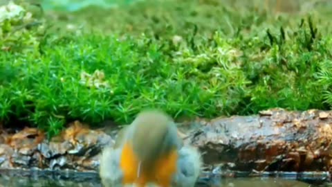 Bathing in nature