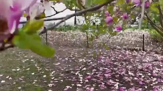 Enjoy the last few Cherry.Blossoms in NYC
