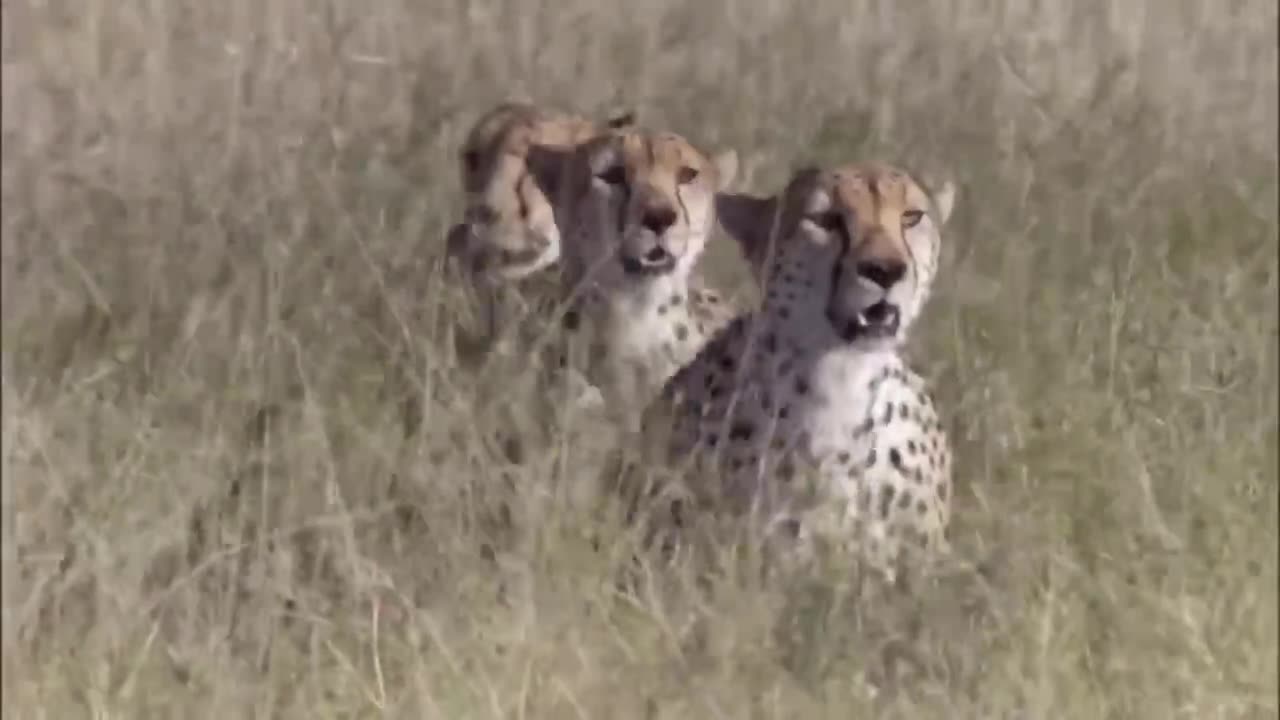 Three Cheetahs Vs Ostrich |News Hub|