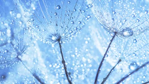 Relaxing Piano Music - Beautiful Relaxing Music, Sleep Music, Stress Relief