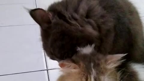 Kucing lucu / cat beautiful