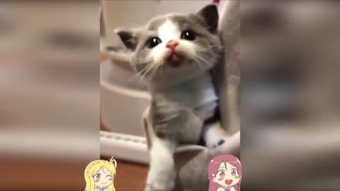 Funny animals compilation