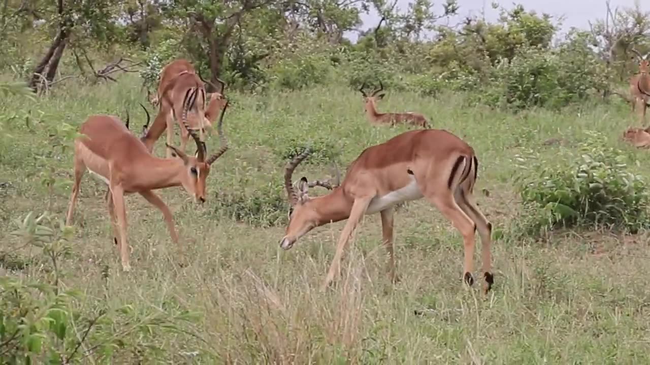 impala fighting