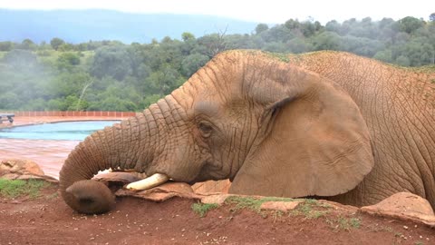 Amazing Watch the elephant eating very cool