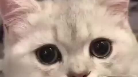 Most Cute Cats - Love Your Cat