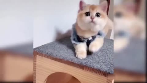 Funny animals video